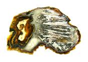 AGATE SLICE SPECIMEN.   SP10894POL