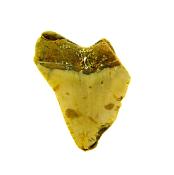 PARTIAL MEGALODON TOOTH FOSSIL SPECIMEN.   SP12872POL