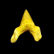 OTODUS SHARK TOOTH FOSSIL SPECIMEN.   SP14256