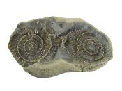 Dactylioceras Fossil Ammonites In Matrix Specimen.   SP16016 
