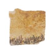 Pyrolusite Dendrites In Matrix Crystal Specimen.   SP17010