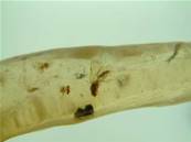 MADAGASCAN COPAL (YOUNG AMBER) SPECIMEN. SP449