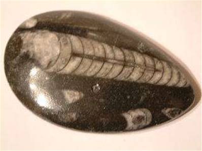 Orthoceras Fossils Specimen (one face polished).   ORTH03