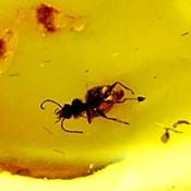 BALTIC AMBER POLISHED SPECIMEN.   SP13808POL