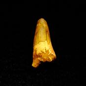 SPINOSAURUS TOOTH FOSSIL (LIGHTLY RESTORED).   SP14261