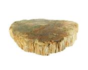 Polished Petrified Wood Slice Specimen.   SP15810POL 