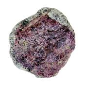 Pyrope Garnet Raw Crystal Specimen.   SP16791