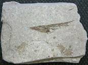 FOSSIL FISH SPECIES - CENTRISCUS (AMPHISTYLE) HEINRICHI. SP3166