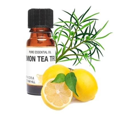 PURE ESSENTIAL OIL - LEMON TEA TREE, leptospermum petersonii. SPR8478