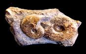 SIGALOCERAS AMMONITES IN MATRIX SPECIMEN.   SP10250