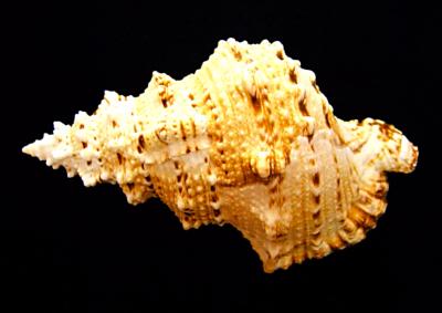 BURSA BUBO SHELL.   SP10323