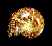 POLISHED AMMONITE FOSSIL SPECIMEN.   SP12548POL