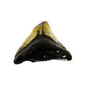 PARTIAL MEGALODON TOOTH FOSSIL SPECIMEN.   SP14272