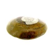 Dome Polished Goniatite Fossil in matrix specimen.   SP15430POL