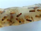 MADAGASCAN COPAL (YOUNG AMBER) SPECIMEN. SP446