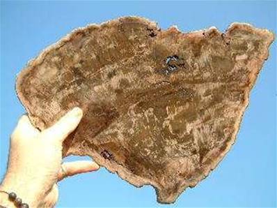 Giant Petrified Wood Polished Face Slice Specimen.   PETWDSL01