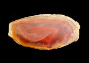 AGATE POLISHED TRINKET OR SOAP DISH.   SP12129POL