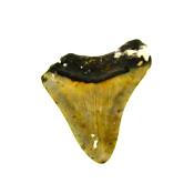 PARTIAL MEGALODON TOOTH FOSSIL SPECIMEN.   SP14271