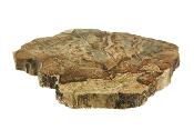 Polished Petrified Wood Slice Specimen.   SP15811POL