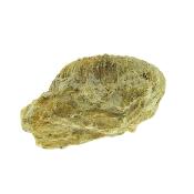 Fossil Ammonite on Matrix Specimen.   SP15905