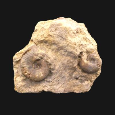 Fossil Ammonites On matrix Specimen.   SP17236