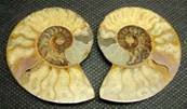 AMMONITE POLISHED FACE PAIR (MADAGASCAR). SP4042POL