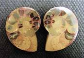 AMMONITE POLISHED FACE PAIR (MADAGASCAR). SP4111POL