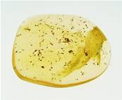 MADAGASCAN COPAL (YOUNG AMBER) SPECIMEN. SP5242POL