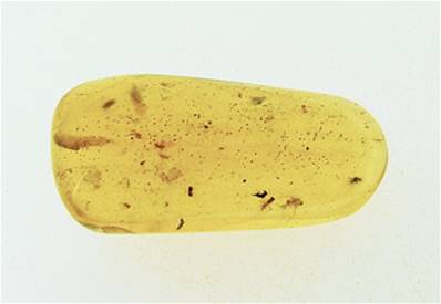 MADAGASCAN COPAL (YOUNG AMBER) SPECIMEN. SP6963