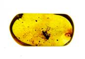 POLISHED BALTIC AMBER SPECIMEN. SP8620POL