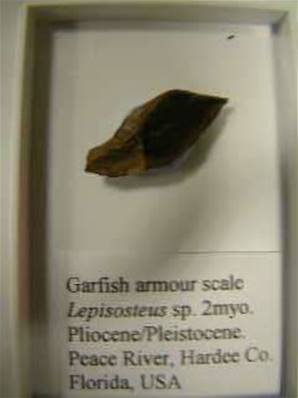 GARFISH ARMOUR SCALE species LEPISOSTEUS