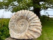 AGADIR AMMONITE. 'GIGANTUS MANTELLOCERAS'. 14cm-15cm CUT BASE   Amono50