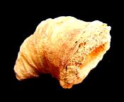 RUGOSE CORAL FOSSIL SPECIMEN.   SP10229