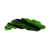 Carving Of A Feather In Ruby With Zoisite.   SP19639POL