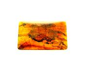 BALTIC AMBER POLISHED SPECIMEN.   SP12032POL