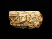 PETRIFIED WOOD SPECIMEN (TOP POLISHED).   SP12384POL