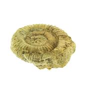 Fossil Ammonite on Matrix Specimen.   SP15905