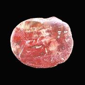 Petrified Wood Polished Face Slice Specimen.   SP17166POL