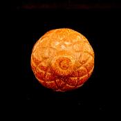 Acorn Carving in Copper Goldstone.   SPR15242POL